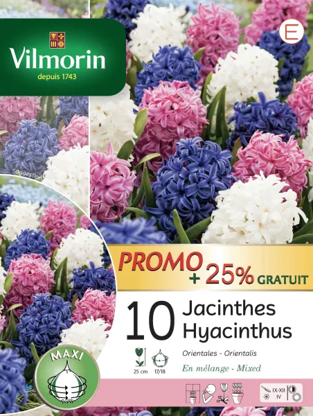 Bulbes à fleurs à planter à l'automne - Jacinthe Orientale en Mélange (x10) + 25% Offert - face recto