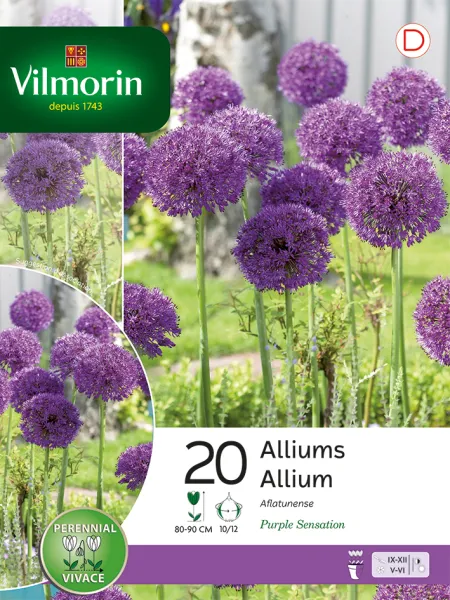 Bulbes à fleurs à planter à l'automne - Allium Purple Sensation en Mélange (x20) - face recto