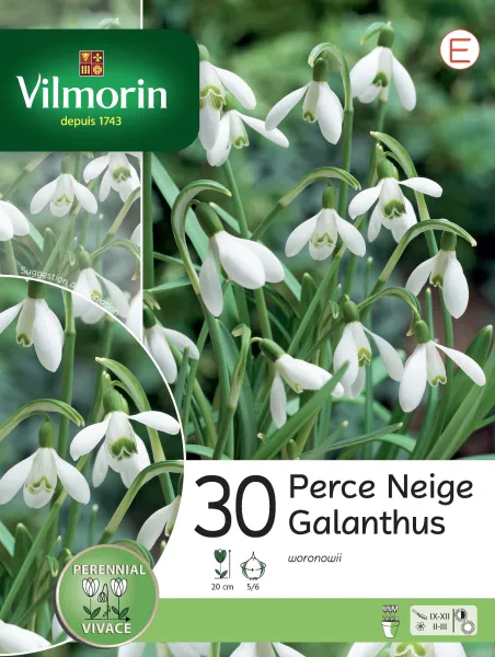 Bulbes à fleurs à planter à l'automne - Perce Neige Woronowii (x30) - PACKAGING_RECTO