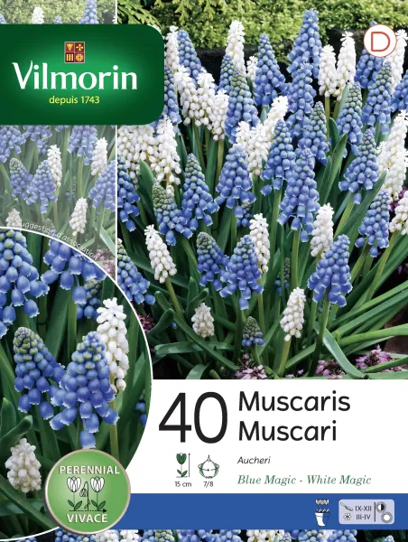 Bulbes à fleurs à planter à l'automne - Muscari en Mélange (x40) - PACKAGING_RECTO