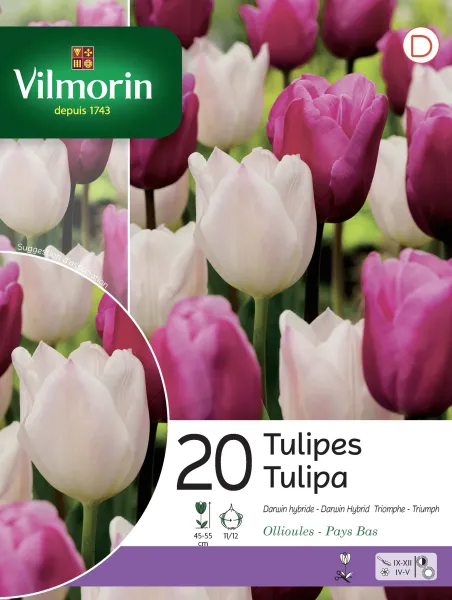 Bulbes à fleurs à planter à l'automne - Tulipe Darwin et Triomphe en Mélange (x20) - face recto