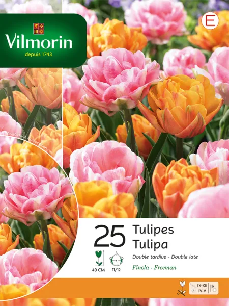 Bulbes à fleurs à planter à l'automne - Tulipe Finola Double Tardive en Mélange (x25) - face recto