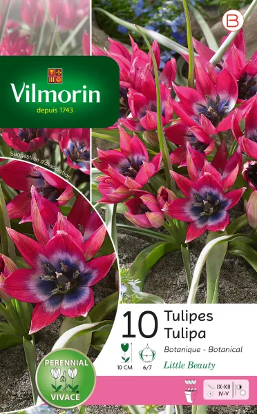 Bulbes à fleurs à planter à l'automne - Tulipe Pulchella Little Beauty (x10) - PACKAGING_RECTO
