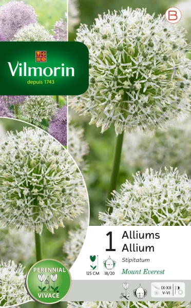 Bulbes à fleurs à planter à l'automne - Allium Mount Everest (x1) - PACKAGING_RECTO