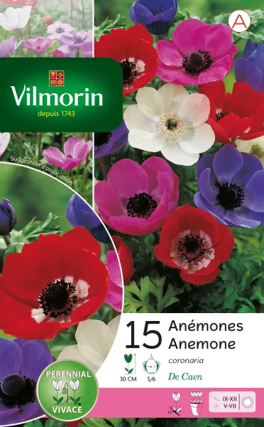 Bulbes à fleurs à planter à l'automne - Anémone De Caen En Mélange (x15) - face recto