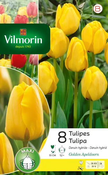 Bulbes à fleurs à planter à l'automne - Tulipe Golden Apeldoorn (x8) - PACKAGING_RECTO