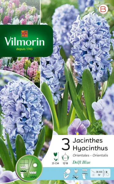 Bulbes à fleurs à planter à l'automne - Jacinthe Delft Blue (x3) - PACKAGING_RECTO
