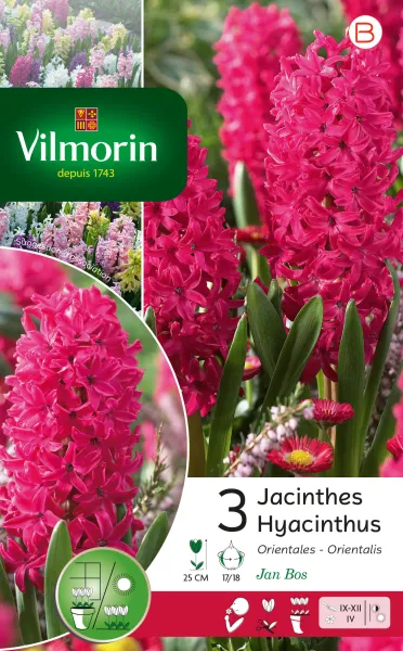 Bulbes à fleurs à planter à l'automne - Jacinthe Jan Bos (x3) - PACKAGING_RECTO