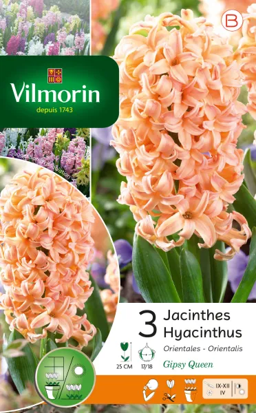 Bulbes à fleurs à planter à l'automne - Jacinthe Gipsy Queen (x3) - PACKAGING_RECTO