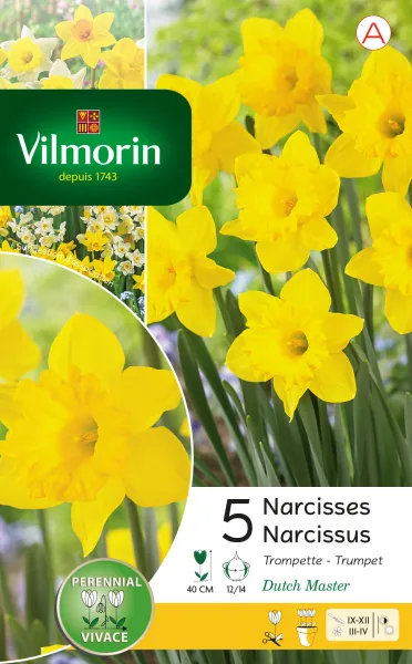 Bulbes à fleurs à planter à l'automne - Narcisse Dutch Master (x5) - PACKAGING_RECTO