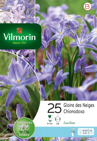 Bulbes à fleurs à planter à l'automne - Chionodoxa Luciliae (x25) - PACKAGING_RECTO