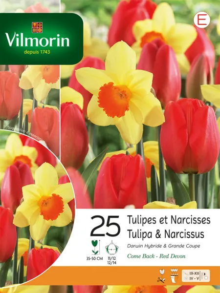 Bulbes à fleurs à planter à l'automne - Tulipes et Narcisses (x25) - face recto