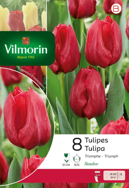 Bulbes à fleurs à planter à l'automne - Tulipe Triomphe Seadov - face recto