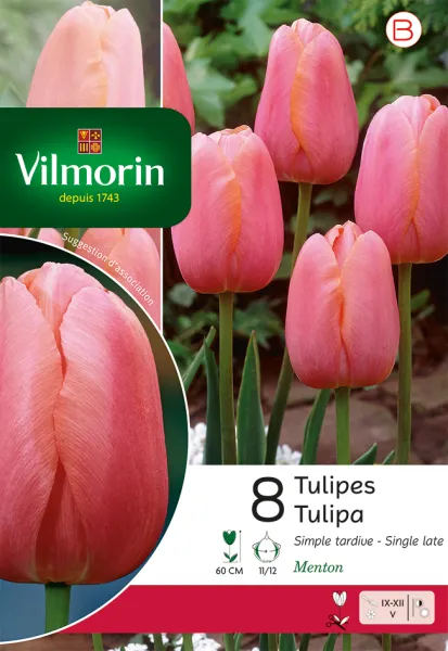 Bulbes à fleurs à planter à l'automne - Tulipe Simple Tardive Menton - face recto