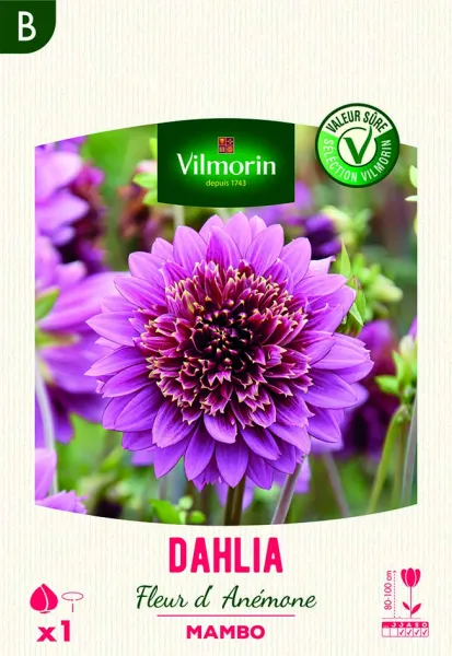Bulbes à fleurs à planter au printemps - Dahlia Mambo (x1) - face recto