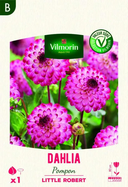 Bulbes à fleurs à planter au printemps - Dahlia pompon Little Robert (x1) - face recto