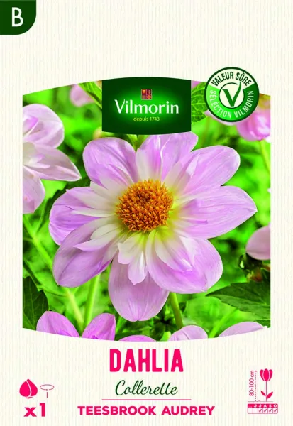 Bulbes à fleurs à planter au printemps - Dahlia Collerette Teesbrooke Audrey (x1) - PACKAGING_RECTO