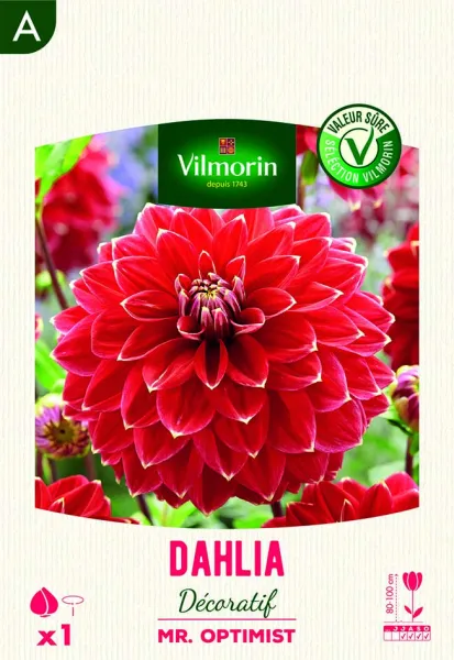 Bulbes à fleurs à planter au printemps - Dahlia Décoratif Mr. Optimist (x1) - PACKAGING_RECTO