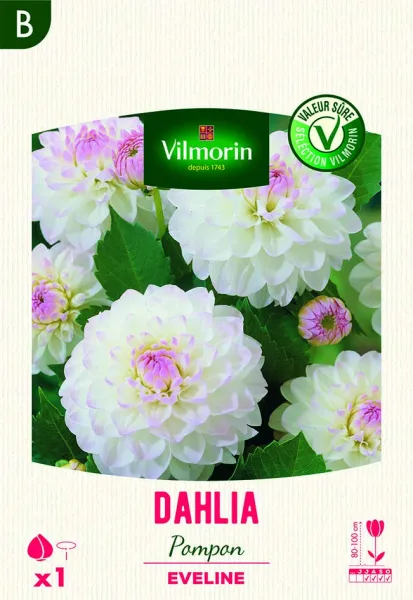 Bulbes à fleurs à planter au printemps - Dahlia pompon Eveline (x1) - PACKAGING_RECTO