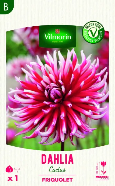 Bulbes à fleurs à planter au printemps - Dahlia cactus Friquolet (x1) - PACKAGING_RECTO