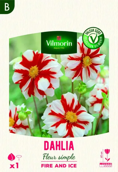 Bulbes à fleurs à planter au printemps - Dahlia Fleur simple Fire and Ice (x1) - PACKAGING_RECTO