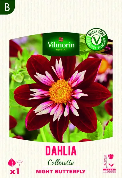 Bulbes à fleurs à planter au printemps - Dahlia Collerette Night Butterfly (x1) - face recto