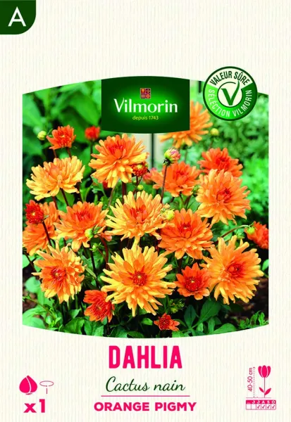 Bulbes à fleurs à planter au printemps - Dahlia Cactus nain Orange Pigmy (x1) - face recto