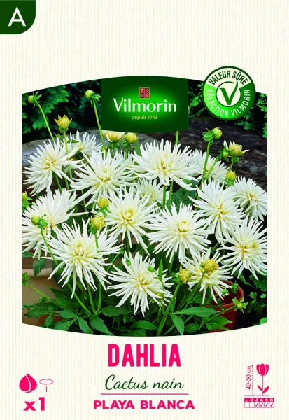 Bulbes à fleurs à planter au printemps - Dahlia Cactus nain Playa Blanca (x1) - PACKAGING_RECTO