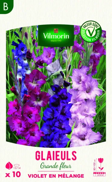 Bulbes à fleurs à planter au printemps - Glaïeuls Grande Fleur Violet en Mélange (x10) - face recto