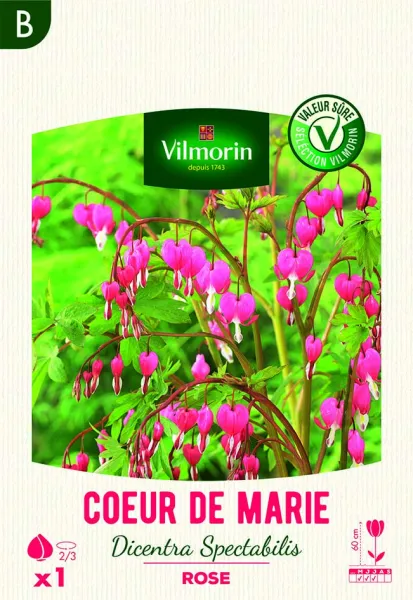 Bulbes à fleurs à planter au printemps - Cœur de Marie Dicentra spectabilis Rose (x1) - PACKAGING_RECTO