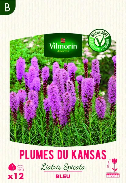Bulbes à fleurs à planter au printemps - Liatris Spicata Bleue (x12) - PACKAGING_RECTO