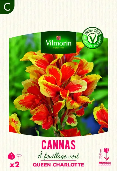 Bulbes à fleurs à planter au printemps - Canna Queen Charlotte (x2) - PACKAGING_RECTO