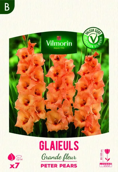 Bulbes à fleurs à planter au printemps - Glaïeuls Peter Pears (x7) - face recto