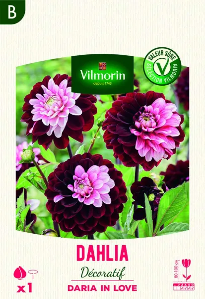 Bulbes à fleurs à planter au printemps - Dahlia Daria In Love (x1) - face recto