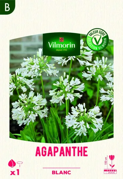 Bulbes à fleurs à planter au printemps - Agapanthe Umbelatum Blanc (x1) - PACKAGING_RECTO