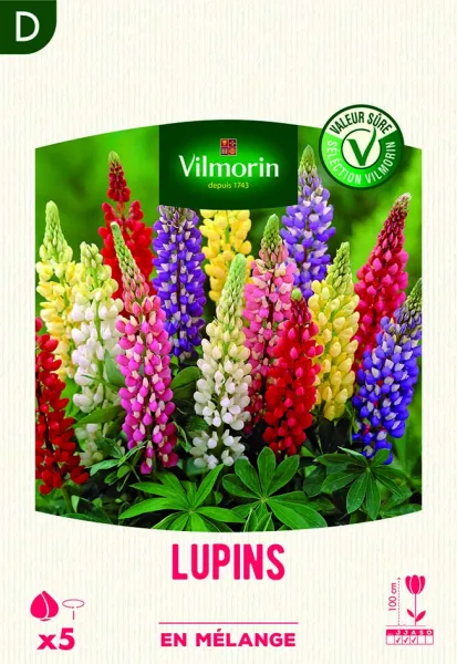 Bulbes à fleurs à planter au printemps - Lupin en Mélange (x5) - face recto
