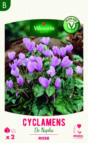 Bulbes à fleurs à planter au printemps - Cyclamen de Naples (x2) - PACKAGING_RECTO