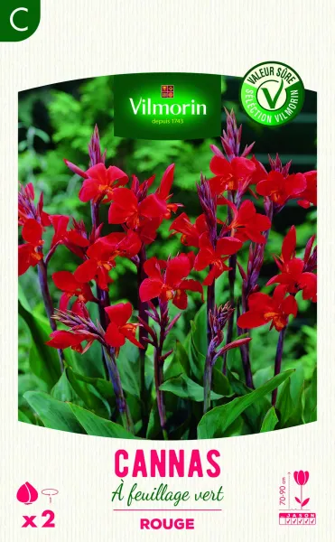 Bulbes à fleurs à planter au printemps - Canna Greenleaves Rouge (x2) - face recto