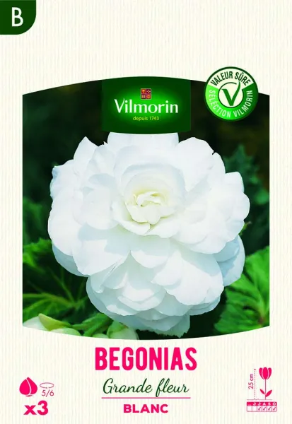 Bulbes à fleurs à planter au printemps - Bégonia Grande fleur blanc (x3) - face recto