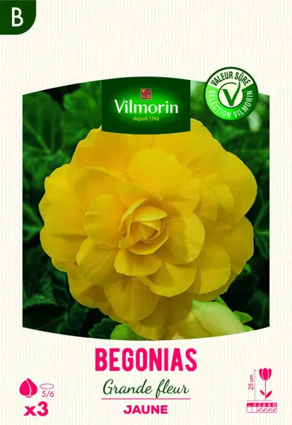 Bulbes à fleurs à planter au printemps - Bégonia Grande fleur jaune (x3) - PACKAGING_RECTO