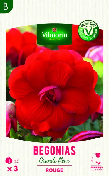 Bulbes à fleurs à planter au printemps - Bégonia Grande fleur rouge (x3) - PACKAGING_RECTO