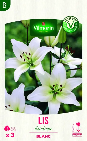 Bulbes à fleurs à planter au printemps - Lis Asiatique Blanc (x3) - PACKAGING_RECTO