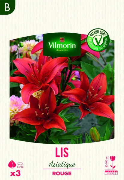 Bulbes à fleurs à planter au printemps - Lis Asiatique Rouge (x3) - face recto
