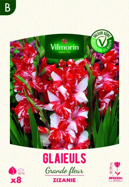 Bulbes à fleurs à planter au printemps - Glaïeuls Grande Fleur Zizanie (x8) - face recto