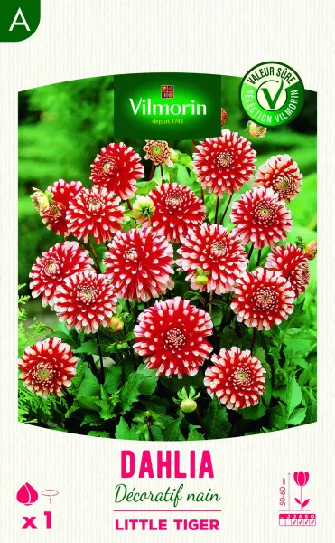 Bulbes à fleurs à planter au printemps - Dahlia Décoratif nain Little Tiger (x1) - face recto
