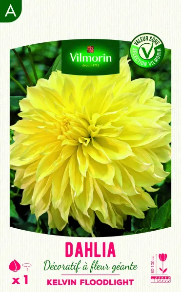 Bulbes à fleurs à planter au printemps - Dahlia décoratif à fleur géante Kelvin Floodlight XXL (x1) - PACKAGING_RECTO
