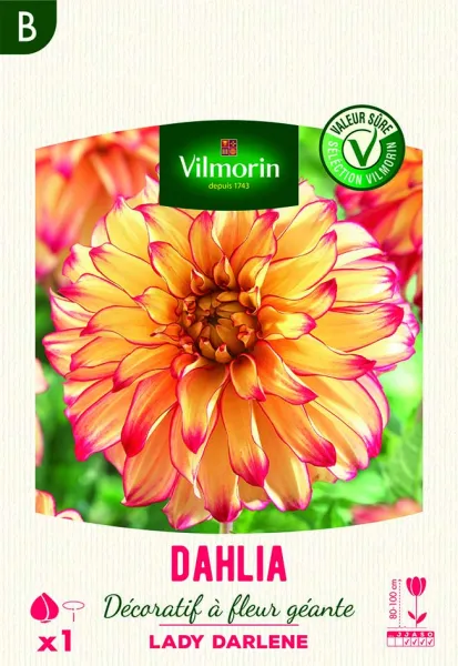 Bulbes à fleurs à planter au printemps - Dahlia décoratif à fleur géante Lady Darlene XXL (x1) - face recto