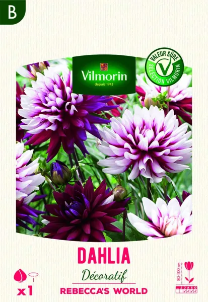 Bulbes à fleurs à planter au printemps - Dahlia Décoratif Rebecca's World (x1) - face recto