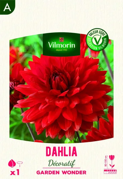 Bulbes à fleurs à planter au printemps - Dahlia Décoratif Garden Wonder (x1) - face recto
