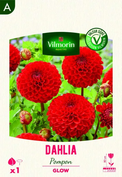 Bulbes à fleurs à planter au printemps - Dahlia pompon Glow (x1) - face recto